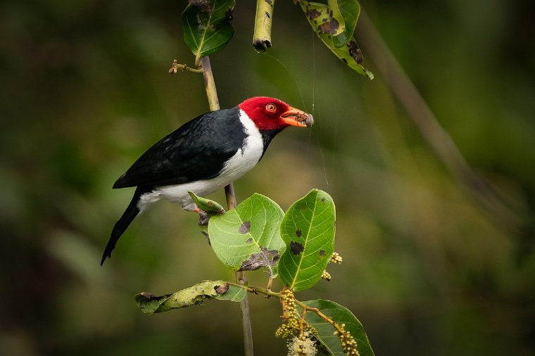 070 Noord Pantanal, geelsnavelkardinaal.jpg